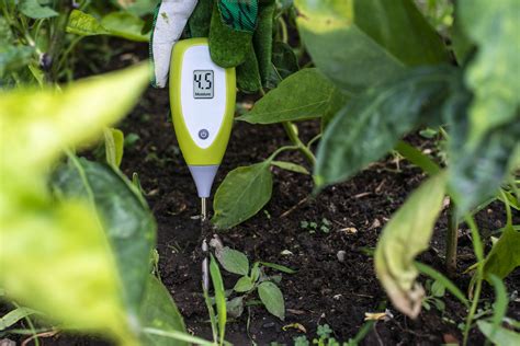 moisture meter lemon tree|lemon trees water depth.